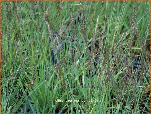 Molinia caerulea 'Igel' | Pijpenstrootje