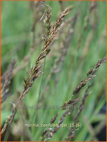 Molinia caerulea 'Igel' | Pijpenstrootje