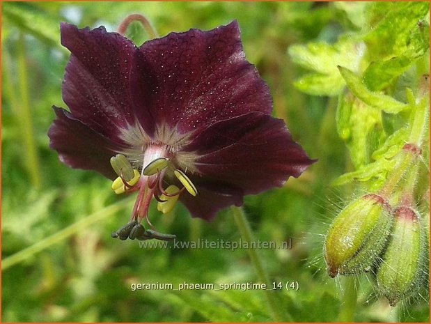 Geranium phaeum 'Springtime' | Donkere ooievaarsbek