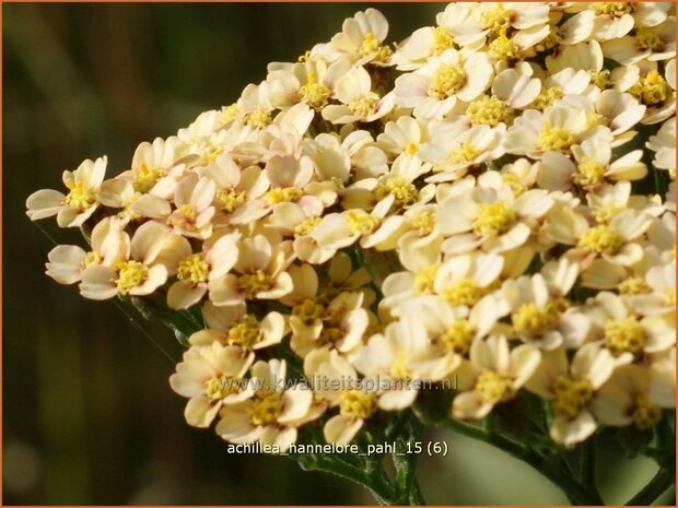 Achillea 'Hannelore Pahl' | Duizendblad | Garbe