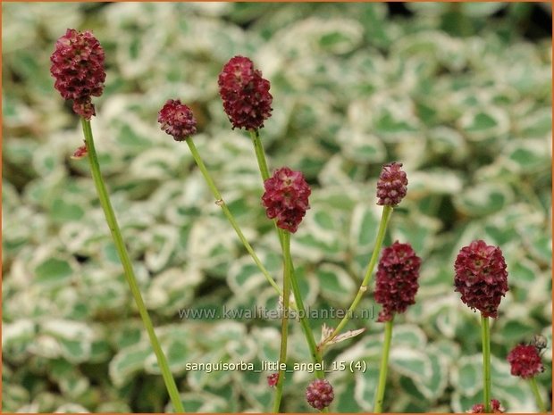 Sanguisorba 'Little Angel' | Pimpernel, Sorbenkruid