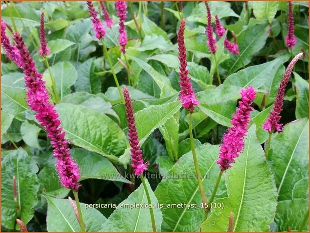 Persicaria amplexicaulis 'Amethyst' | Adderwortel, Duizendknoop