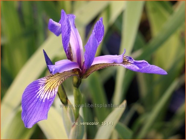 Iris versicolor | Iris, Lis