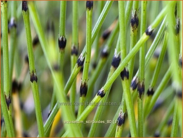 Equisetum scirpoides | Dwergholpijp, Holpijp, Paardenstaart
