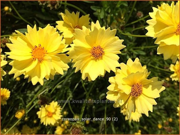 Coreopsis 'Solar Dance' | Meisjesogen