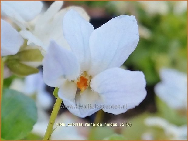 Viola odorata 'Reine de Neiges' | Maarts viooltje, Welriekend viooltje, Viooltje