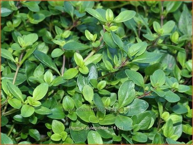 Thymus pulegioides | Grote tijm, Tijm