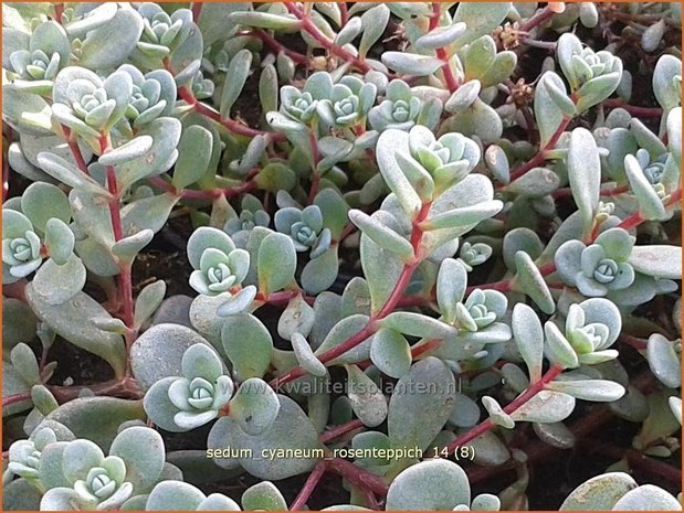 Sedum cyaneum 'Rosenteppich' | Vetkruid