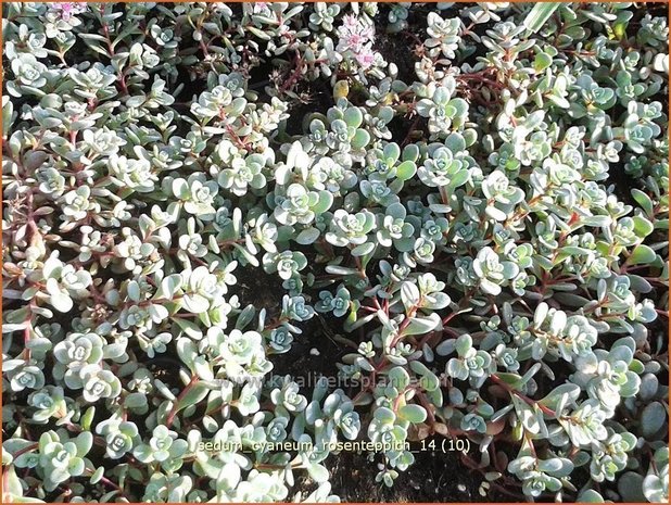 Sedum cyaneum 'Rosenteppich' | Vetkruid