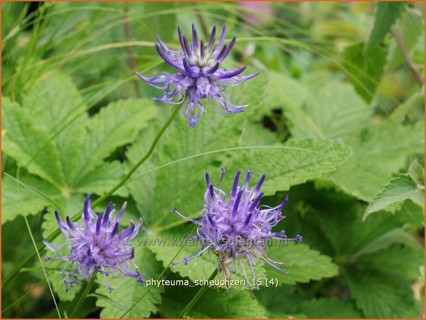 Phyteuma scheuchzeri | Rapunzel