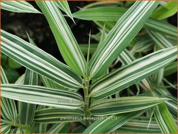 Pleioblastus variegatus | Dwergbamboe, Bamboe