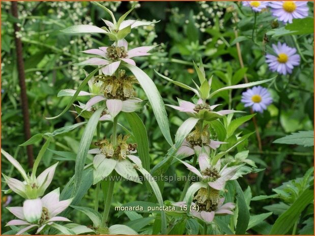 Monarda punctata | Paardenmunt, Bergamotplant, Indianennetel