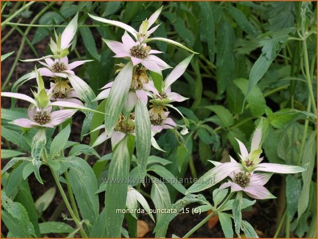 Monarda punctata | Paardenmunt, Bergamotplant, Indianennetel