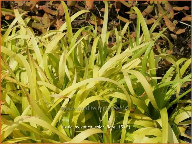 Luzula sylvatica 'Solar Flare' | Grote veldbies, Veldbies