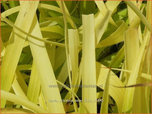 Luzula sylvatica 'Solar Flare' | Grote veldbies, Veldbies