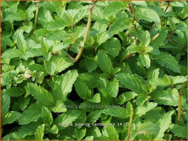 Mentha piperita 'Carmagnola' | Bastaardmelisse, Pepermunt, Munt