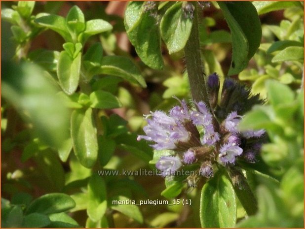 Mentha pulegium | Polei, Poleimunt, Munt