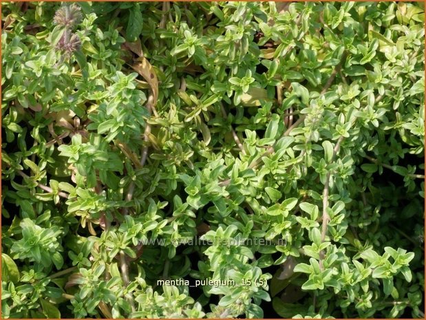 Mentha pulegium | Polei, Poleimunt, Munt