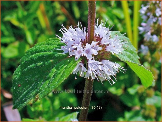 Mentha pulegium | Polei, Poleimunt, Munt