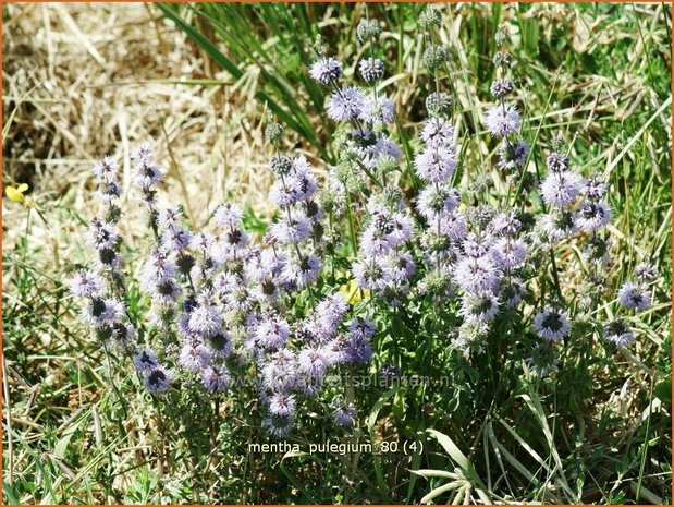 Mentha pulegium | Polei, Poleimunt, Munt