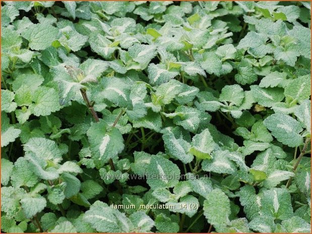 Lamium maculatum | Dovenetel