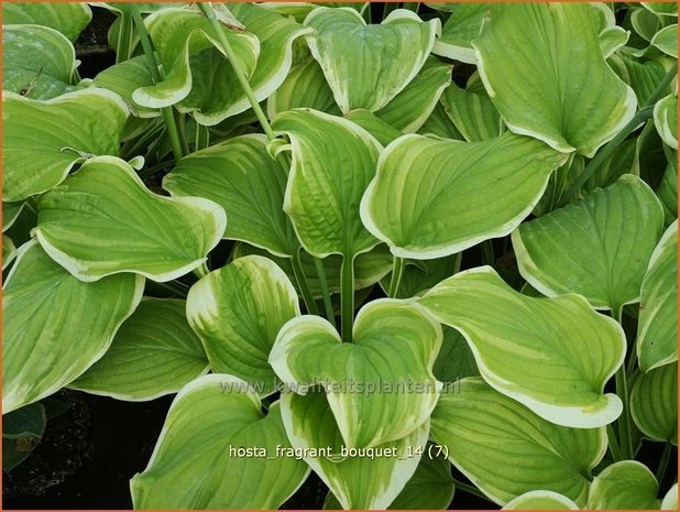 Hosta 'Fragrant Bouquet' | Hartlelie, Funkia