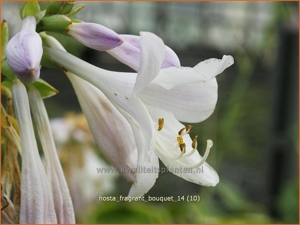 Hosta 'Fragrant Bouquet' | Hartlelie, Funkia
