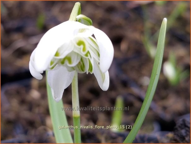 Galanthus nivalis 'Flore Pleno' | Gevuldbloemig sneeuwklokje, Sneeuwklokje