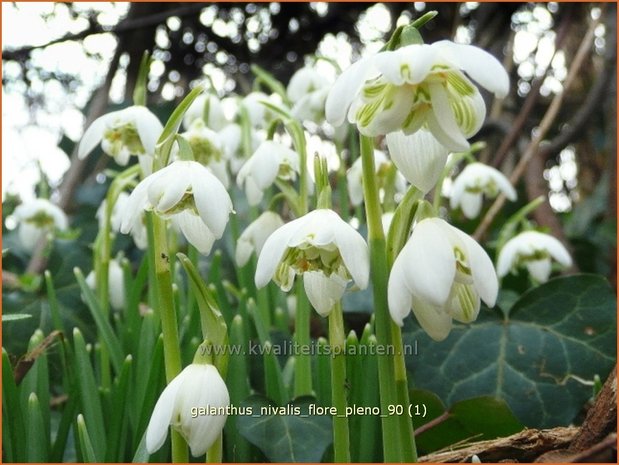 Galanthus nivalis 'Flore Pleno' | Gevuldbloemig sneeuwklokje, Sneeuwklokje