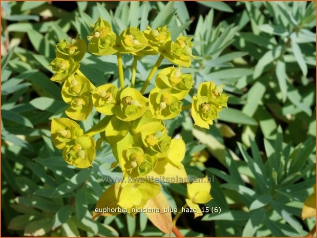 Euphorbia &#39;Blue Haze&#39; | Wolfsmelk | Wolfsmilch