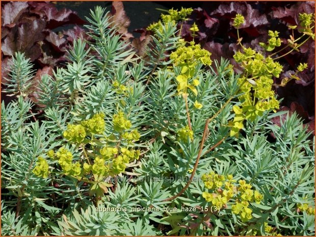 Euphorbia &#39;Blue Haze&#39; | Wolfsmelk | Wolfsmilch