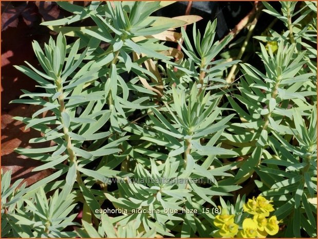 Euphorbia &#39;Blue Haze&#39; | Wolfsmelk | Wolfsmilch