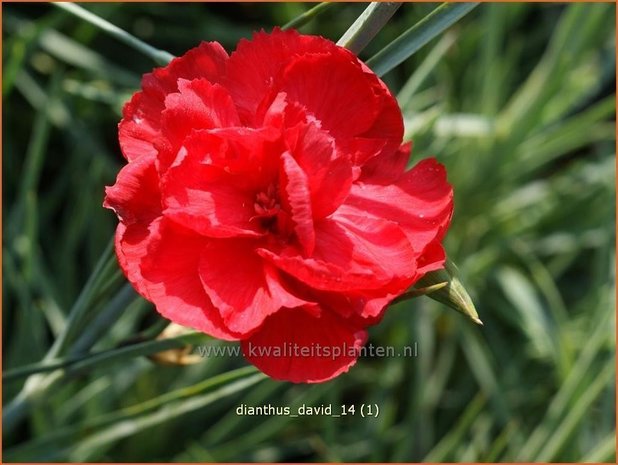 Dianthus 'David' | Grasanjer, Anjer | Federnelke | Cottage Pink