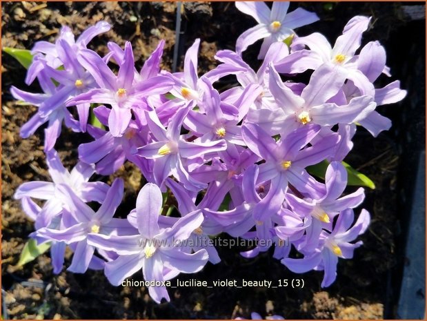 Chionodoxa luciliae 'Violet Beauty' | Sneeuwroem | Großer Schneeglanz