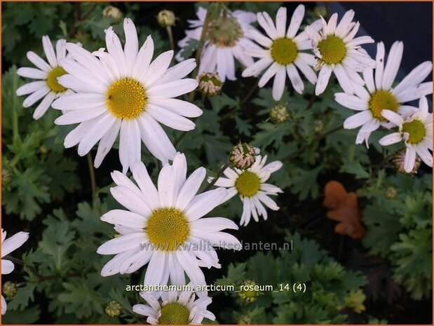 Arctanthemum arcticum 'Roseum' | Groenlandmargriet