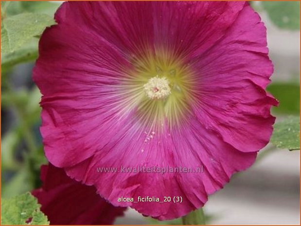 Alcea ficifolia | Vijgenbladstokroos, Stokroos | Feigenblättrige Stockrose