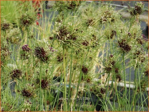Allium 'Hair' | Sierui, Look | Lauch