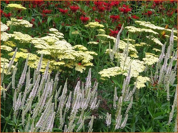 Achillea 'Anthea' | Duizendblad