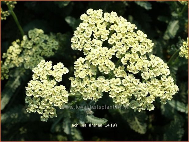Achillea 'Anthea' | Duizendblad