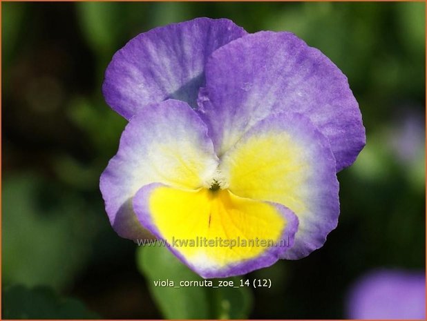 Viola cornuta 'Zoe' | Hoornviooltje