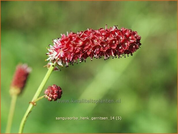 Sanguisorba 'Henk Gerritsen' | Pimpernel