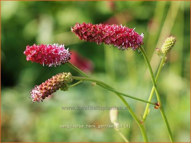 Sanguisorba 'Henk Gerritsen' | Pimpernel