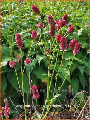 Sanguisorba 'Henk Gerritsen' | Pimpernel