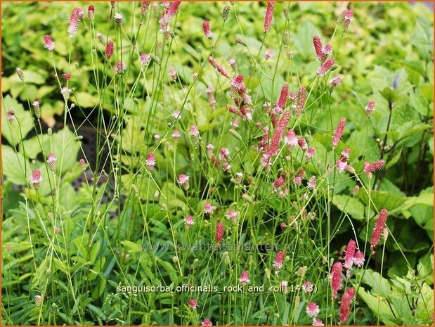 Sanguisorba officinalis 'Rock and Roll' | Pimpernel