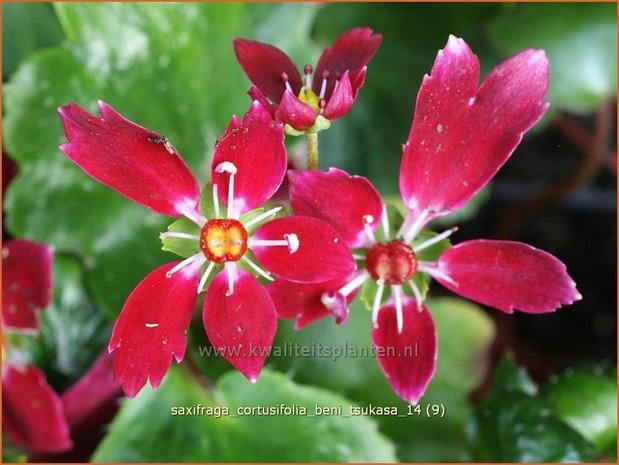 Saxifraga cortusifolia 'Beni Tsukasa' | Steenbreek