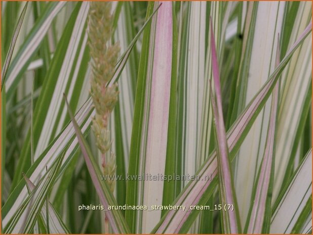 Phalaris arundinacea 'Strawberry Cream' | Rietgras, Kanariegras