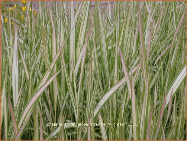 Phalaris arundinacea 'Strawberry Cream' | Rietgras, Kanariegras