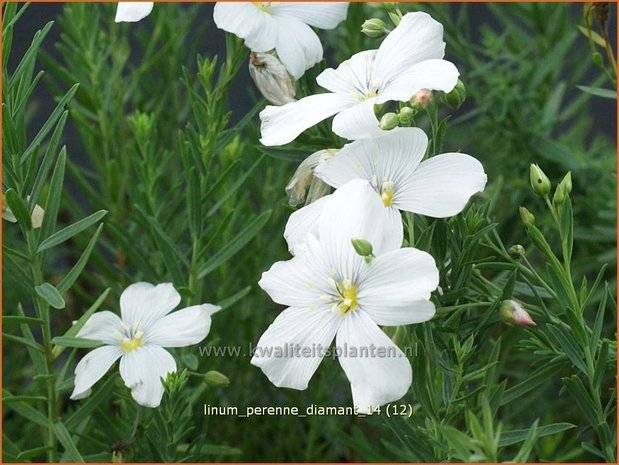 Linum perenne 'Diamant' | Vlas