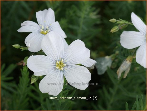 Linum perenne 'Diamant' | Vlas