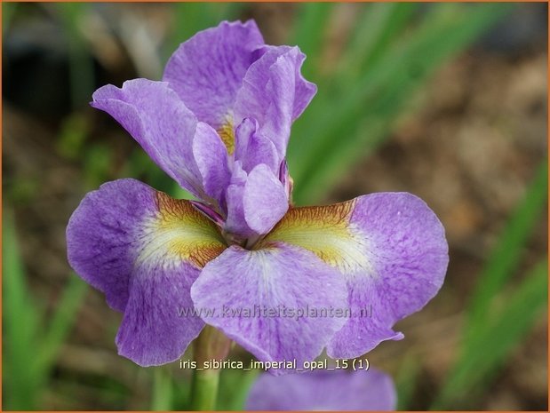 Iris sibirica 'Imperial Opal' | Siberische iris, Lis, Iris